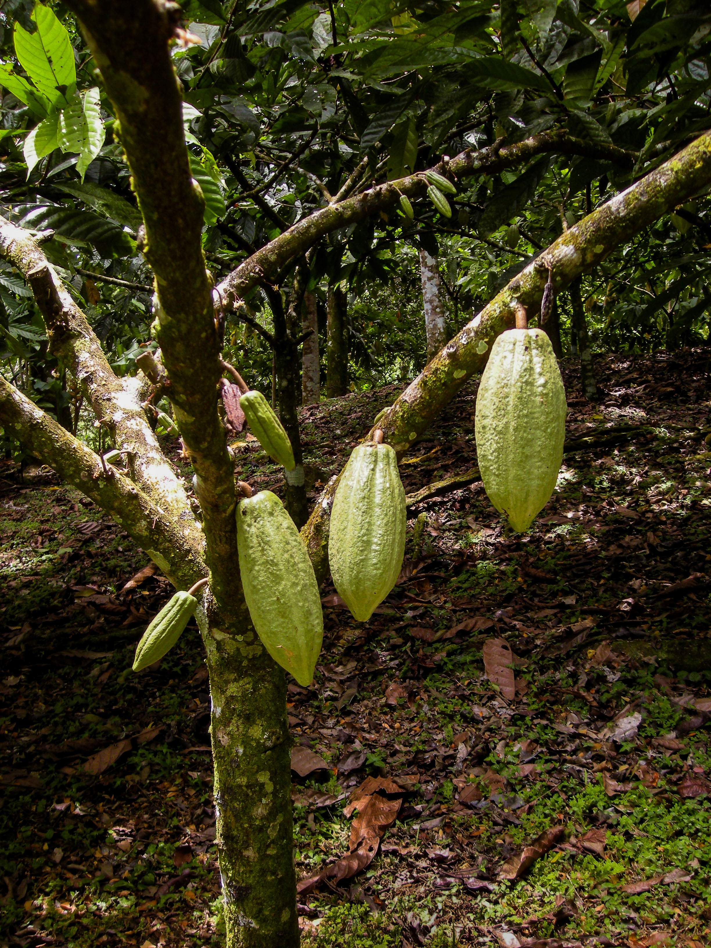Mazorca de cacao en árbol
