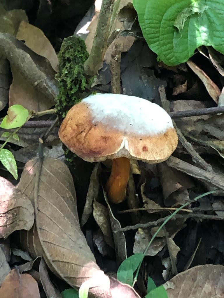 Hongos silvestres fotografiados en México