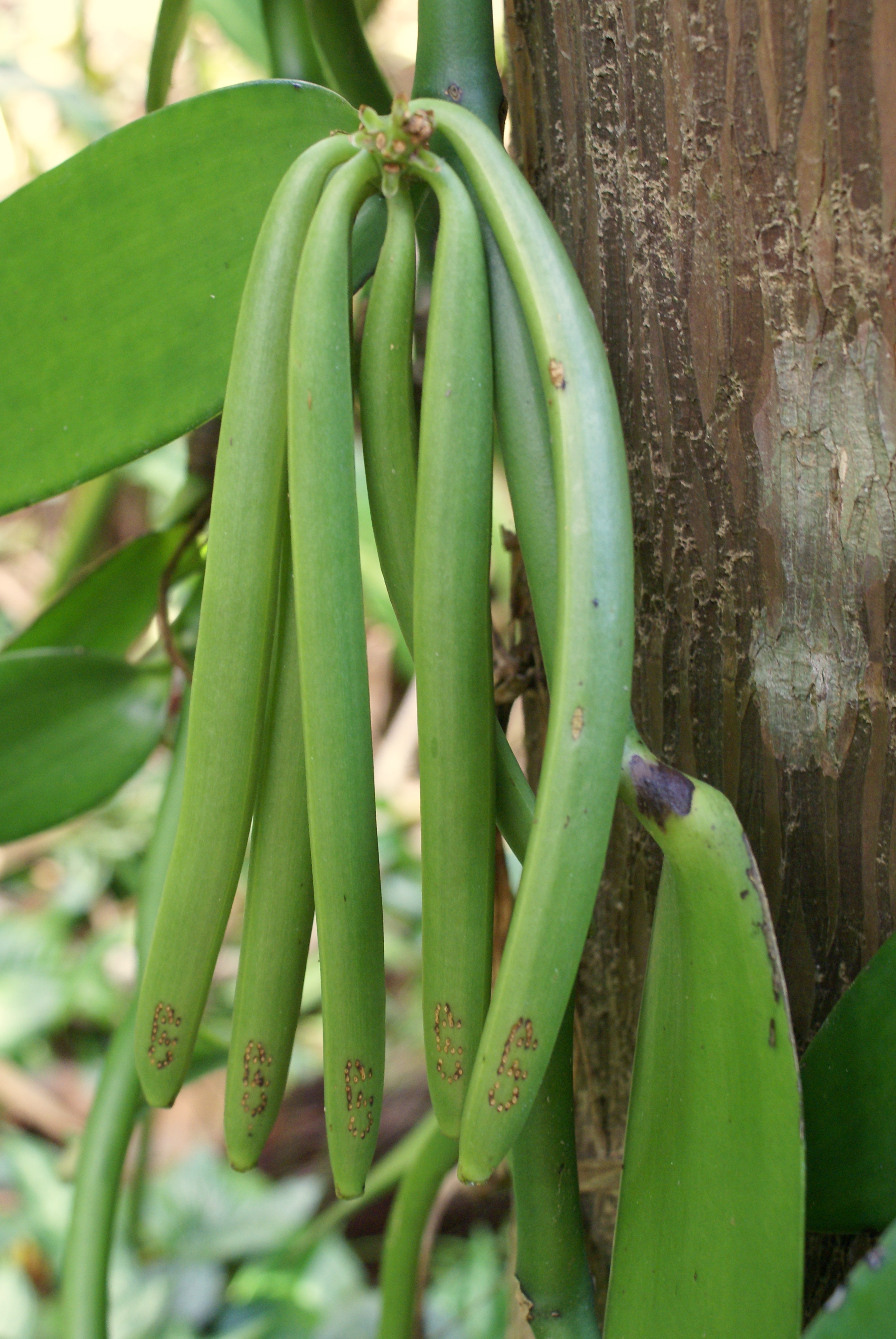 Vainas verdes de vainilla en la planta